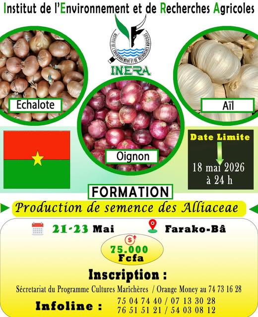 Production de semence des 𝑨𝒍𝒍𝒊𝒂𝒄𝒆𝒂𝒆 (𝗢𝗶𝗴𝗻𝗼𝗻, 𝗔𝗶𝗹, É𝗰𝗵𝗮𝗹𝗼𝘁𝗲