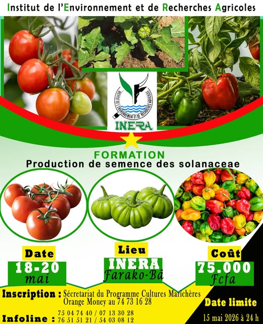 Production de semence des 𝑺𝒐𝒍𝒂𝒏𝒂𝒄𝒆𝒂𝒆 (𝗧𝗼𝗺𝗮𝘁𝗲, 𝗔𝘂𝗯𝗲𝗿𝗴𝗶𝗻𝗲, 𝗣𝗶𝗺𝗲𝗻𝘁)